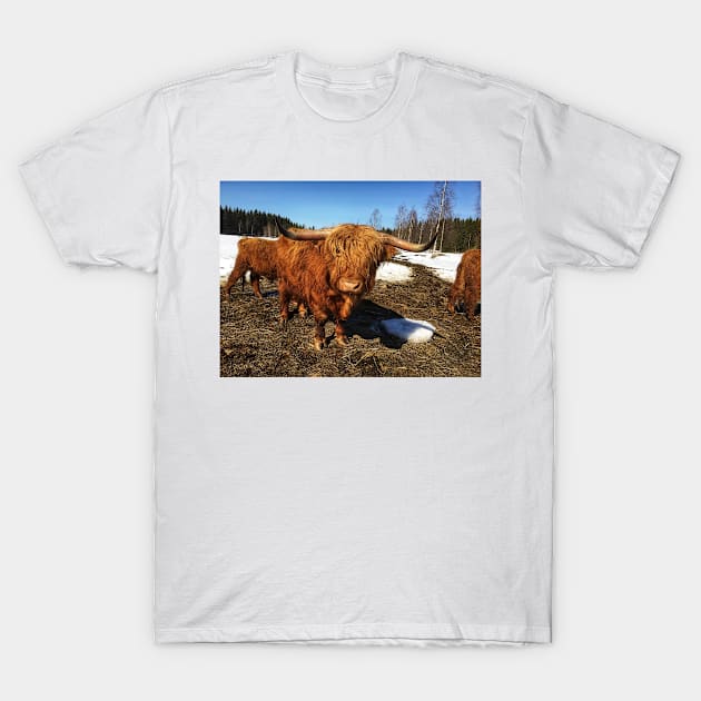 Scottish Highland Cattle Bull 1735 T-Shirt by SaarelaHighland